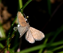 Eupithecia pygmaeata