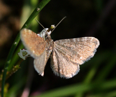 Eupithecia pygmaeata