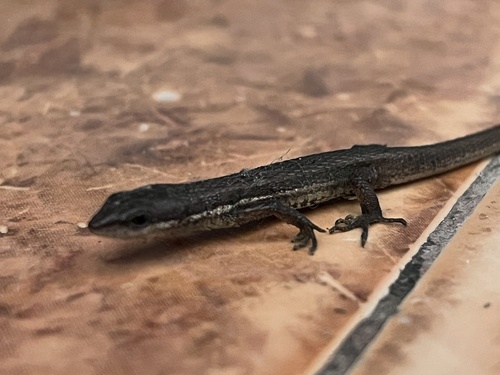 Elegant Eyed Lizard