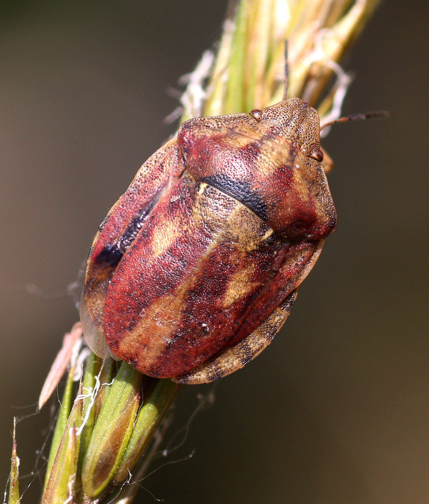 Eurygaster