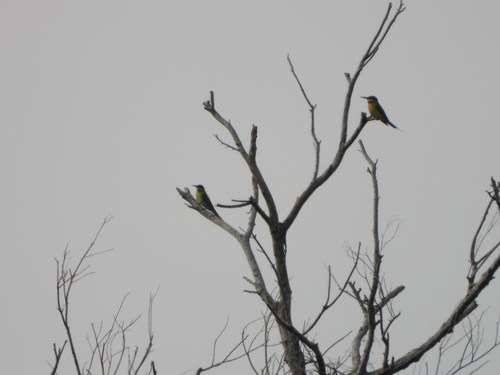 Blue-tailed Bee-eater