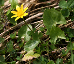 Ficaria verna