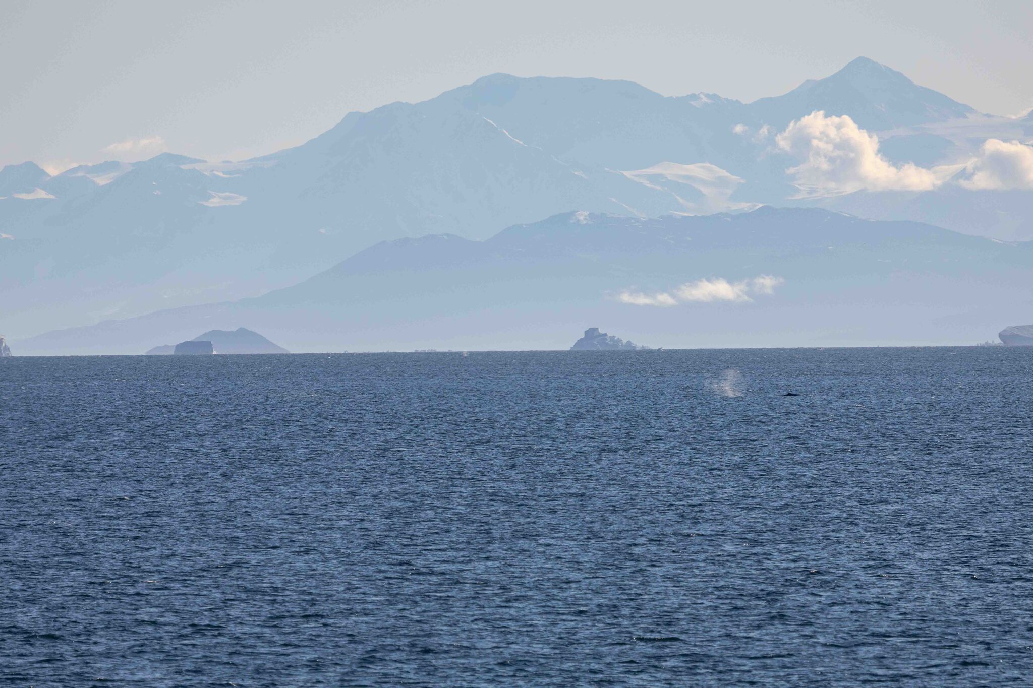Balaenoptera bonaerensis