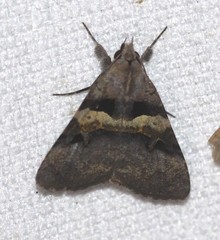 Avatha discolor