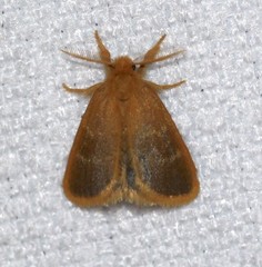 Euproctis lucifuga