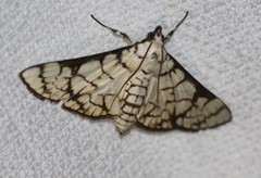 Aphytoceros lucusalis