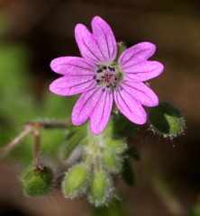 Geranium molle