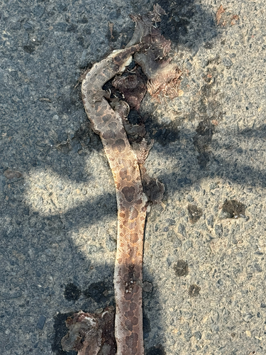 Rough-scaled Sand Boa