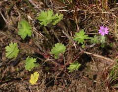 Geranium molle