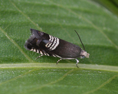 Grapholita compositella