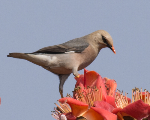 Burmese Myna (Acridotheres burmannicus), photo 10