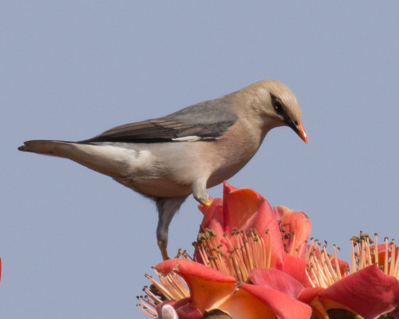 Burmese Myna