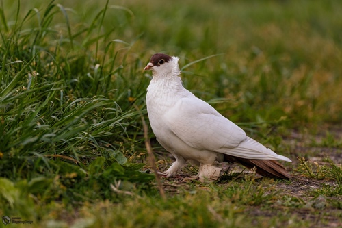 Feral Pigeon