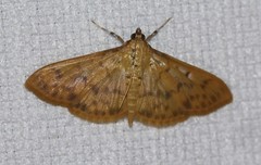 Patania balteata