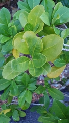 Brunfelsia americana