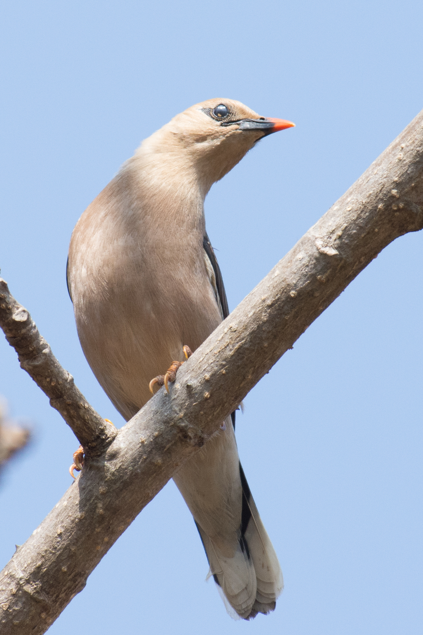 Burmese Myna