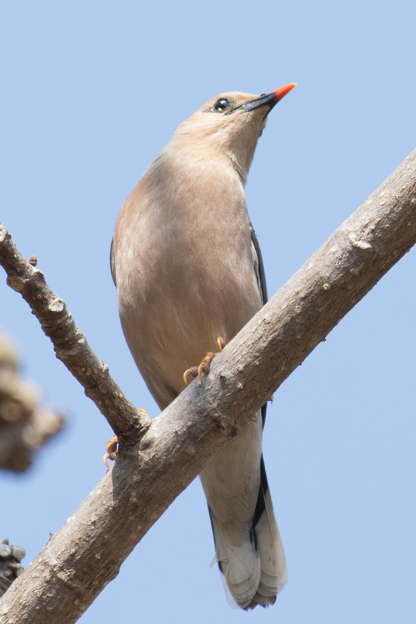 Burmese Myna