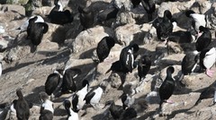 Leucocarbo chalconotus