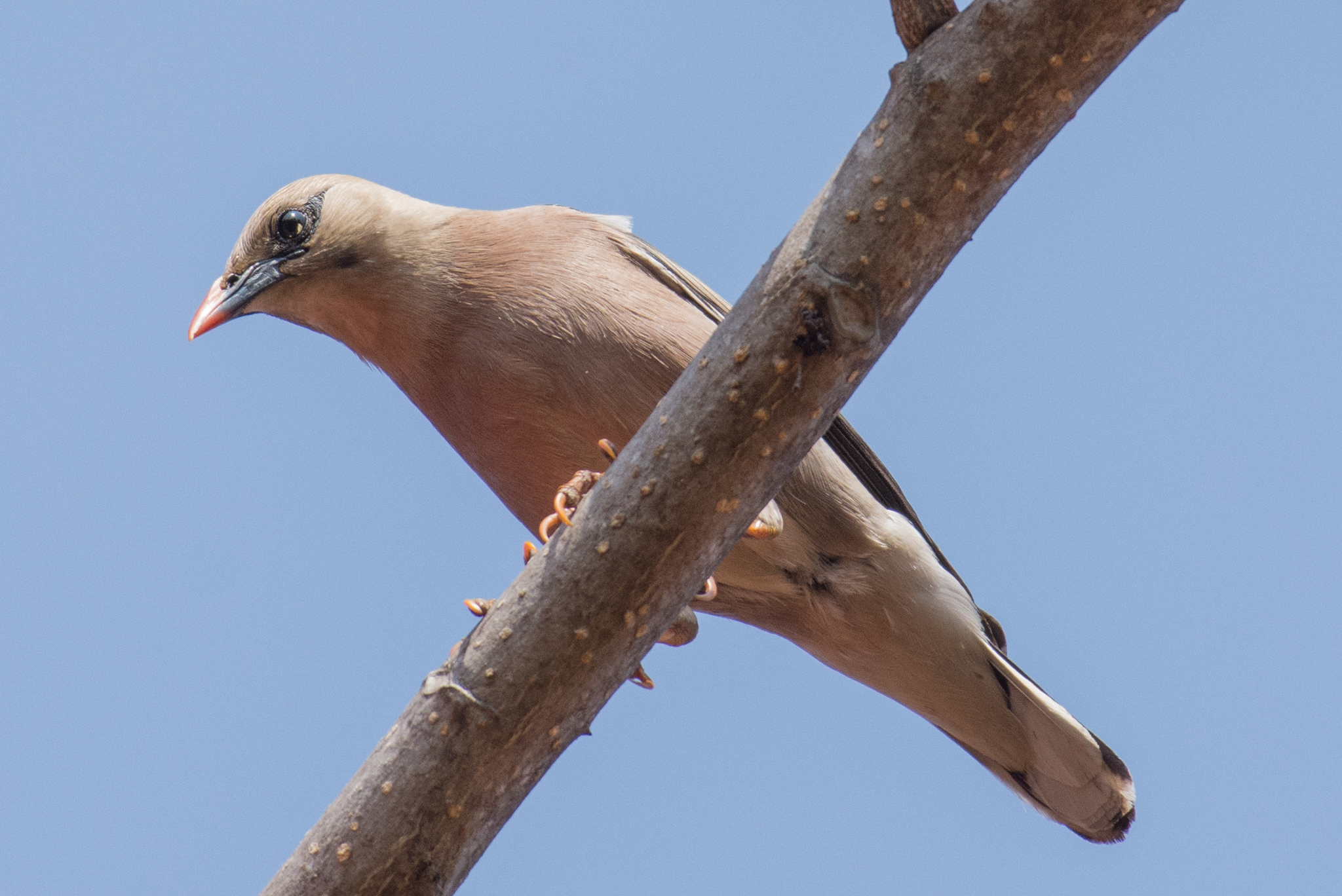 Burmese Myna