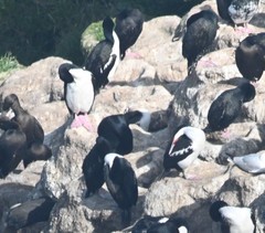 Leucocarbo chalconotus