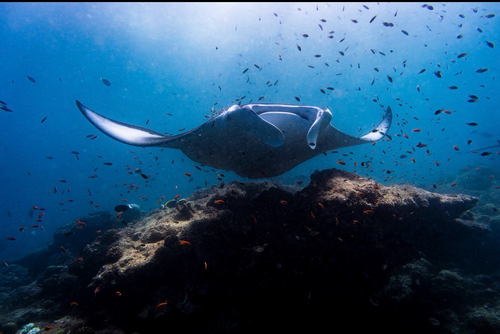 Mobula alfredi