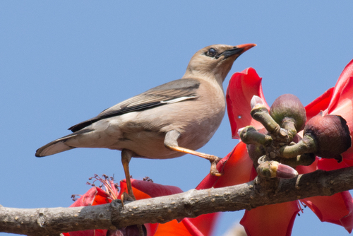 Burmese Myna (Acridotheres burmannicus), photo 2