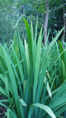 Trimezia martinicensis