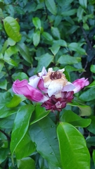 Strophanthus gratus