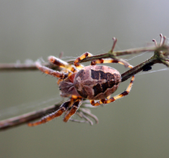 Larinioides cornutus