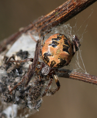 Larinioides cornutus