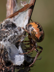 Larinioides cornutus