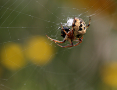 Larinioides cornutus