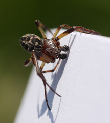 Larinioides cornutus