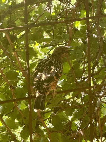 Western Bowerbird