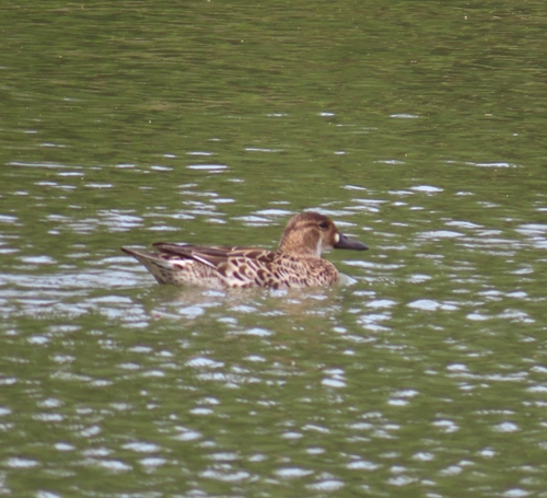 Cerceta del Baikal (Sibirionetta formosa)