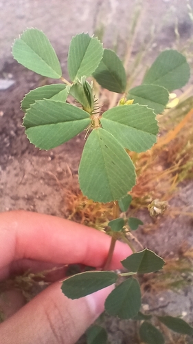 bur clover