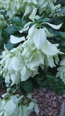 Mussaenda philippica