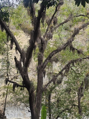 Tillandsia inopinata, photograph 5