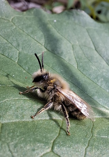 Early Cellophane Bee