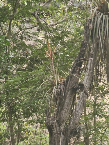 Tillandsia inopinata, photograph 6