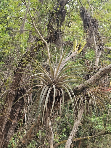 Tillandsia inopinata, photograph 3