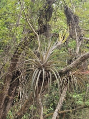 Tillandsia inopinata, photograph (c) Erick Vélez Sánchez, some rights reserved (CC BY)