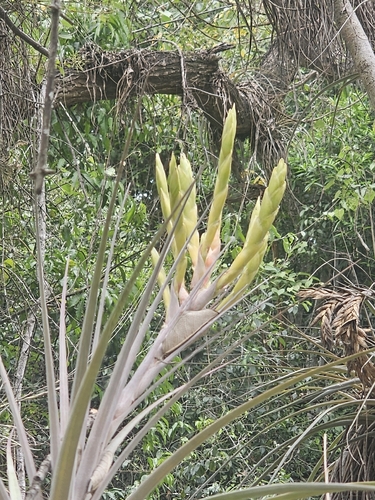 Tillandsia inopinata, photograph 4