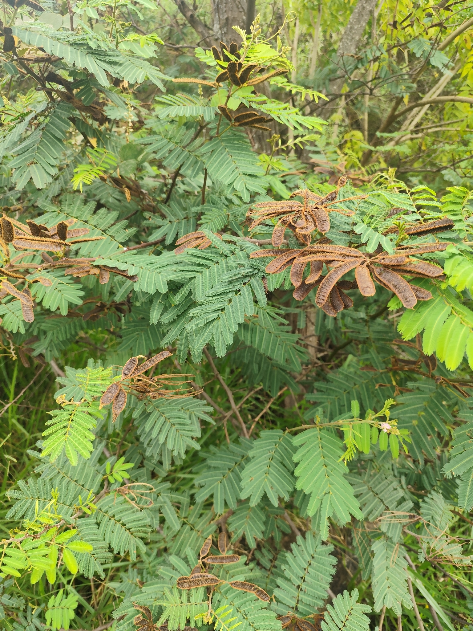 Mimosa pigra