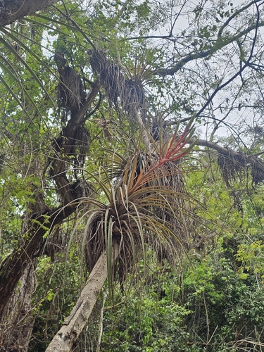 Tillandsia inopinata, photograph 1
