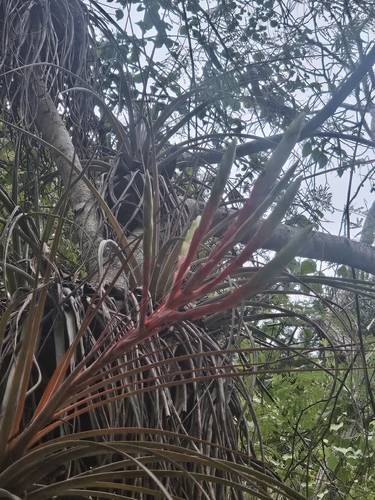 Tillandsia inopinata, photograph 2