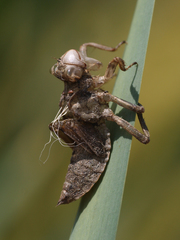 Libellula depressa