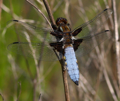 Libellula depressa