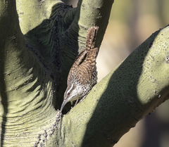 Campylorhynchus jocosus