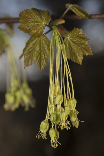 Italian maple